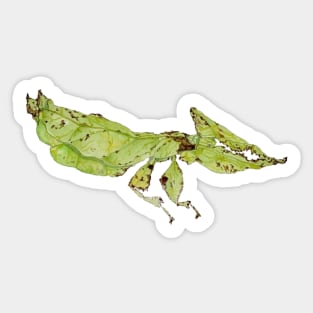 Leaf Bug Sticker